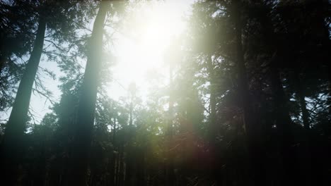 Riesenmammutbäume-Im-Sommer-Im-Sequoia-Nationalpark,-Kalifornien